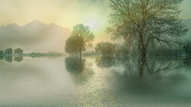 Trees, Forest, Nature