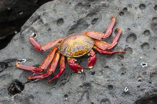 2.000+ kostenlose Crab und Krabbe-Bilder - Pixabay