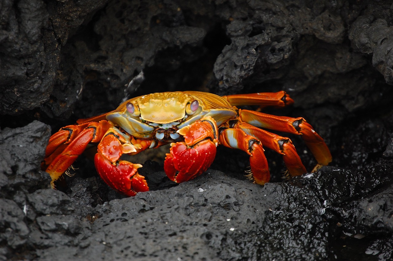 2.000+ kostenlose Crab und Krabbe-Bilder - Pixabay
