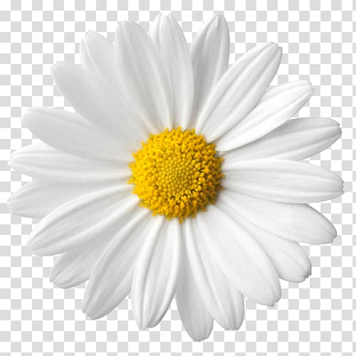 free daisy clipart