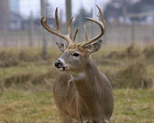 8,000+ Free Whitetail Deer &amp; Deer Images - Pixabay