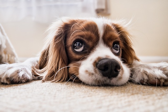 free dog images