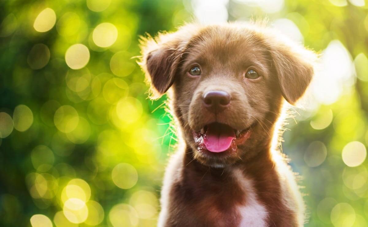 Grain-Free Puppy Diets: Pros and Cons | James Wellbeloved – James ...