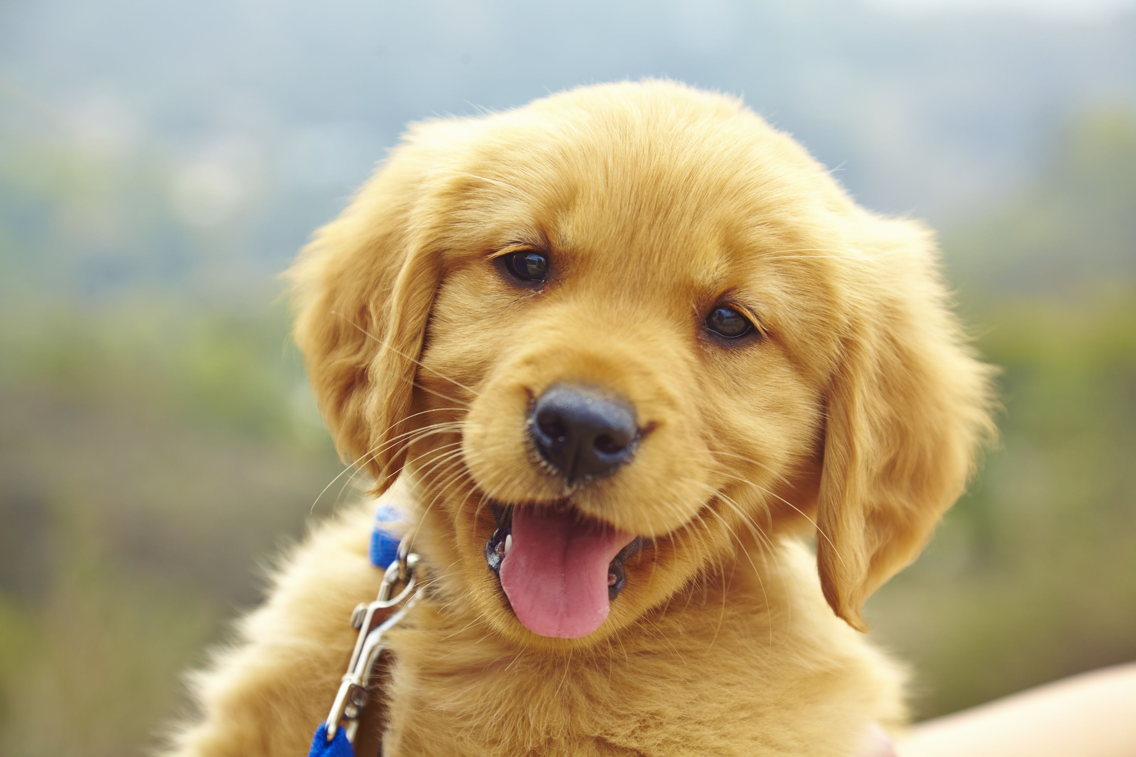 Free Puppies Forever - Seeing Eye Dogs Australia