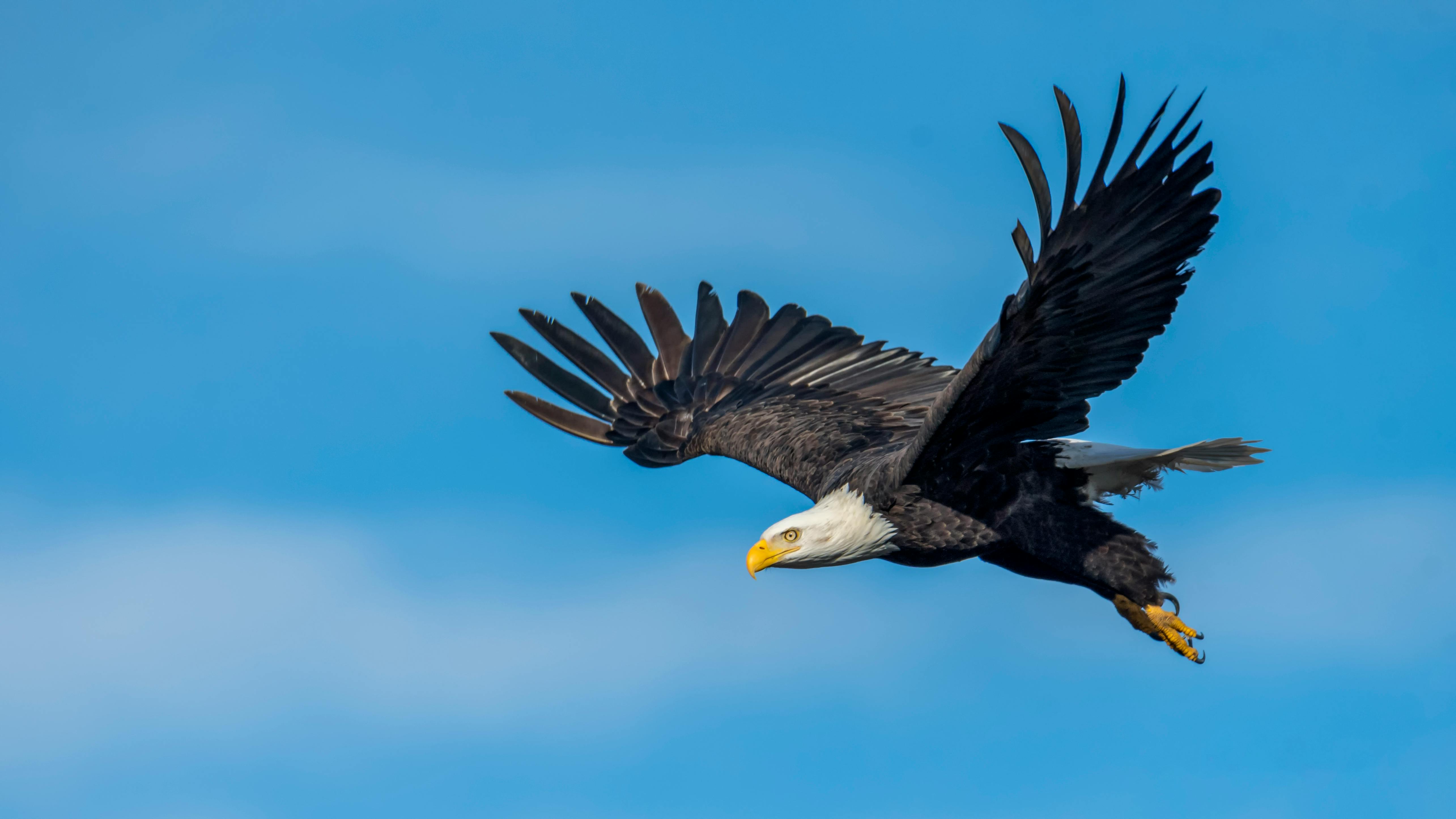 800+ Best Eagle Images · 100% Free Download · Pexels Stock Photos