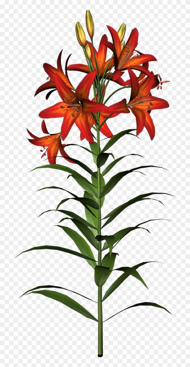free easter lily clipart