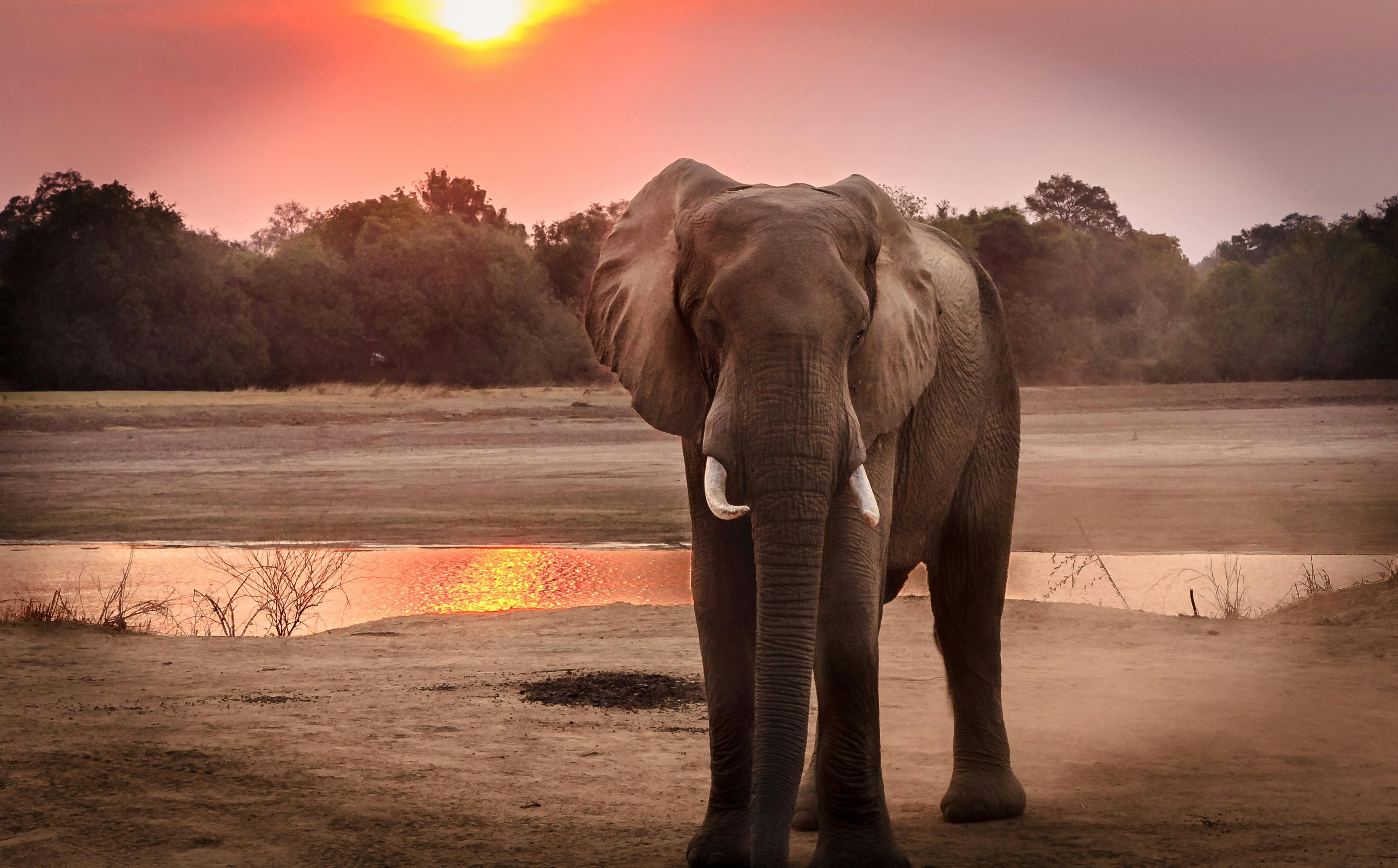 free elephant pictures
