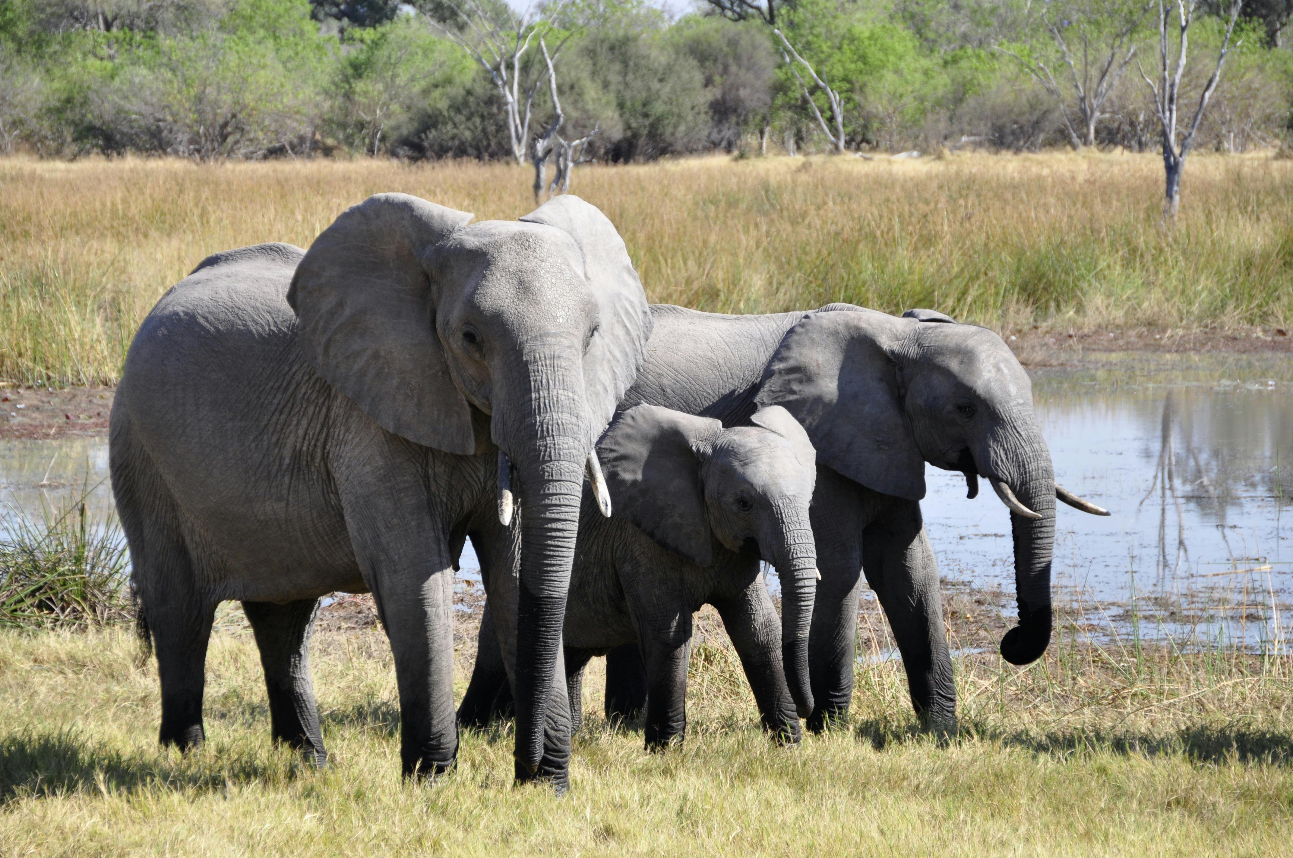Elephants Photos, Download The BEST Free Elephants Stock Photos ...