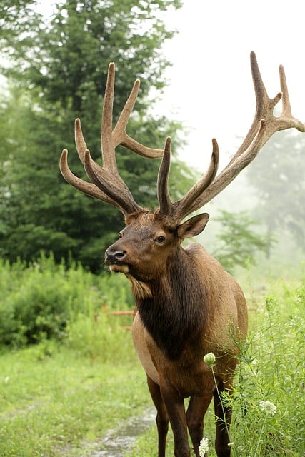 free elk pictures