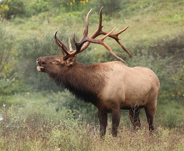 700+ Free Elk &amp; Nature Images - Pixabay