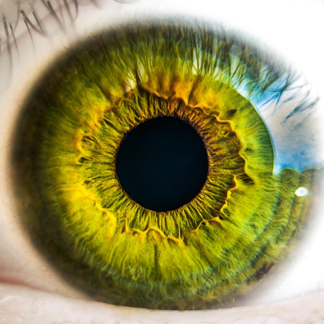 300+ Free Eyeball &amp; Eye Images - Pixabay