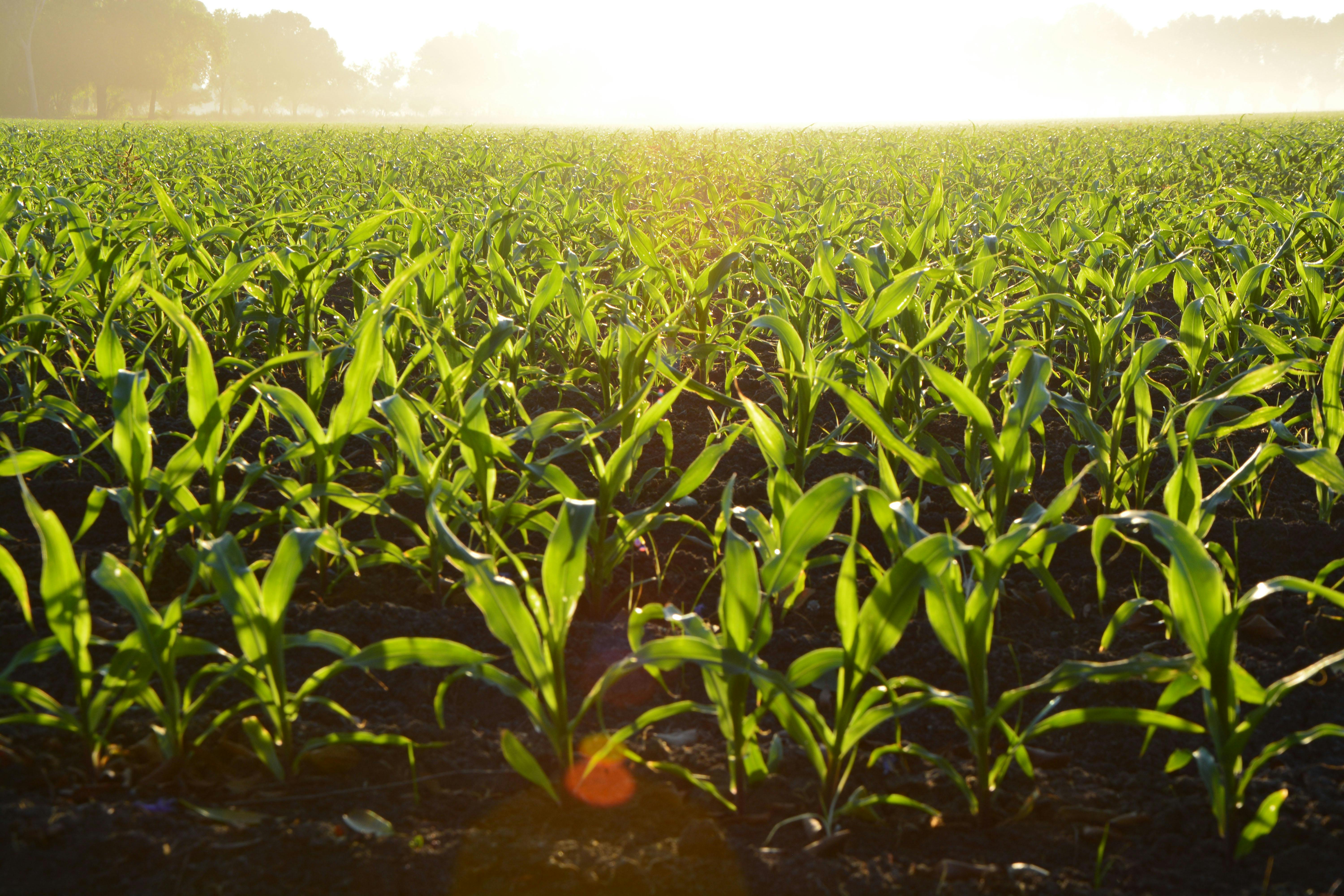 free farm pictures