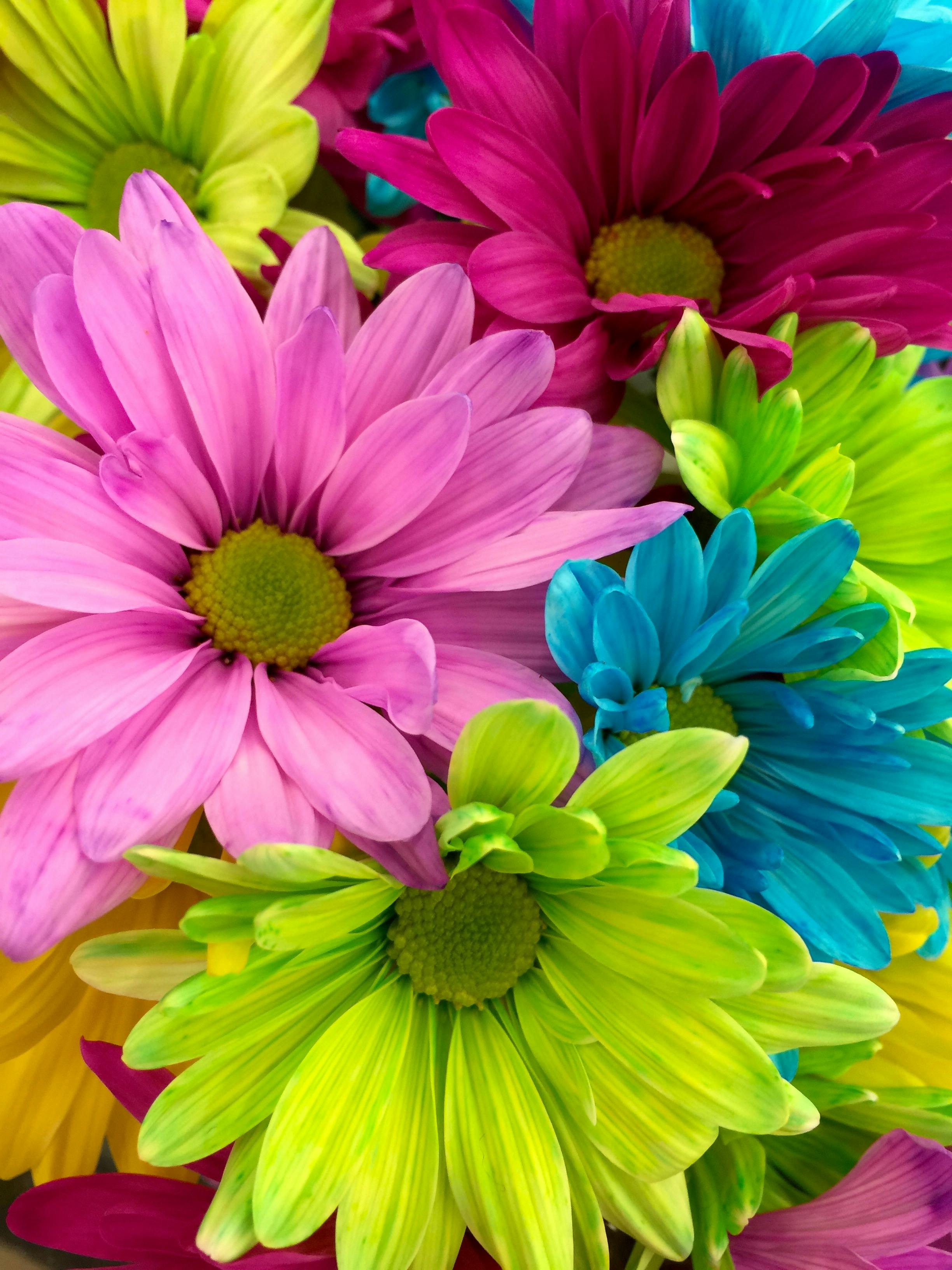 free flower images
