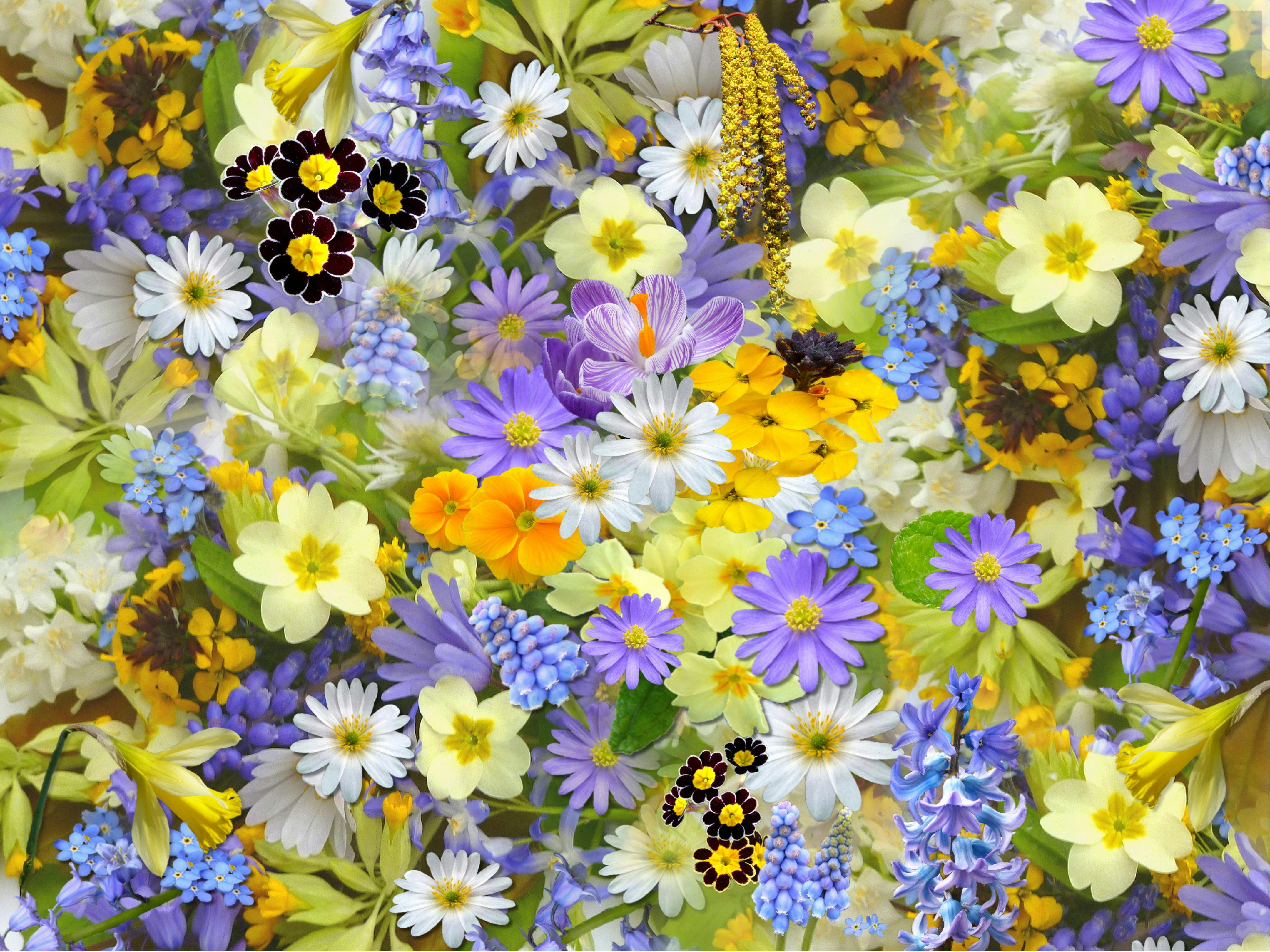 free flower images