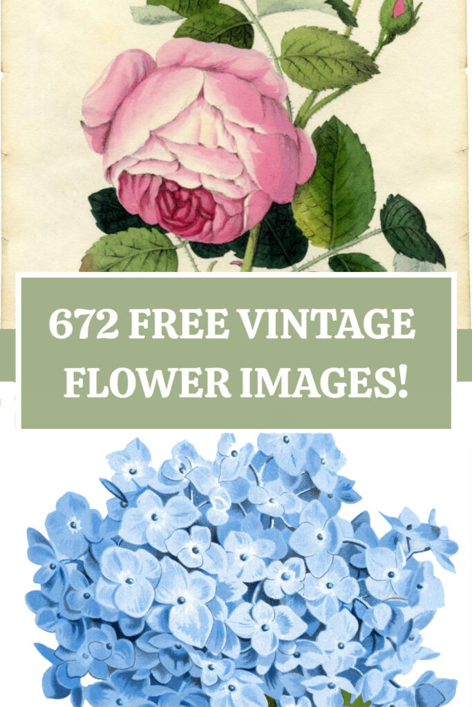 672 Vintage Flower Images! - The Graphics Fairy