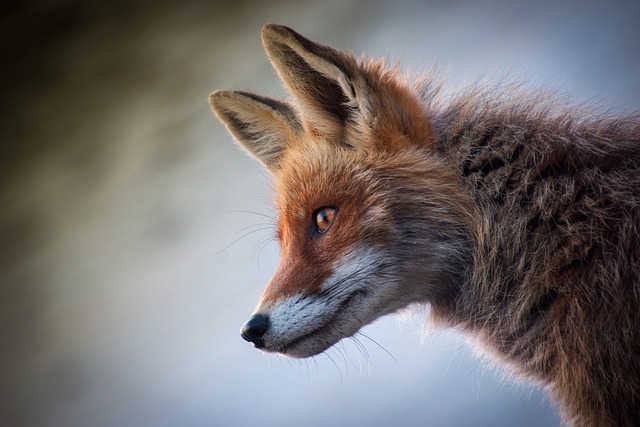 3,000+ Free Foxs &amp; Nature Images - Pixabay