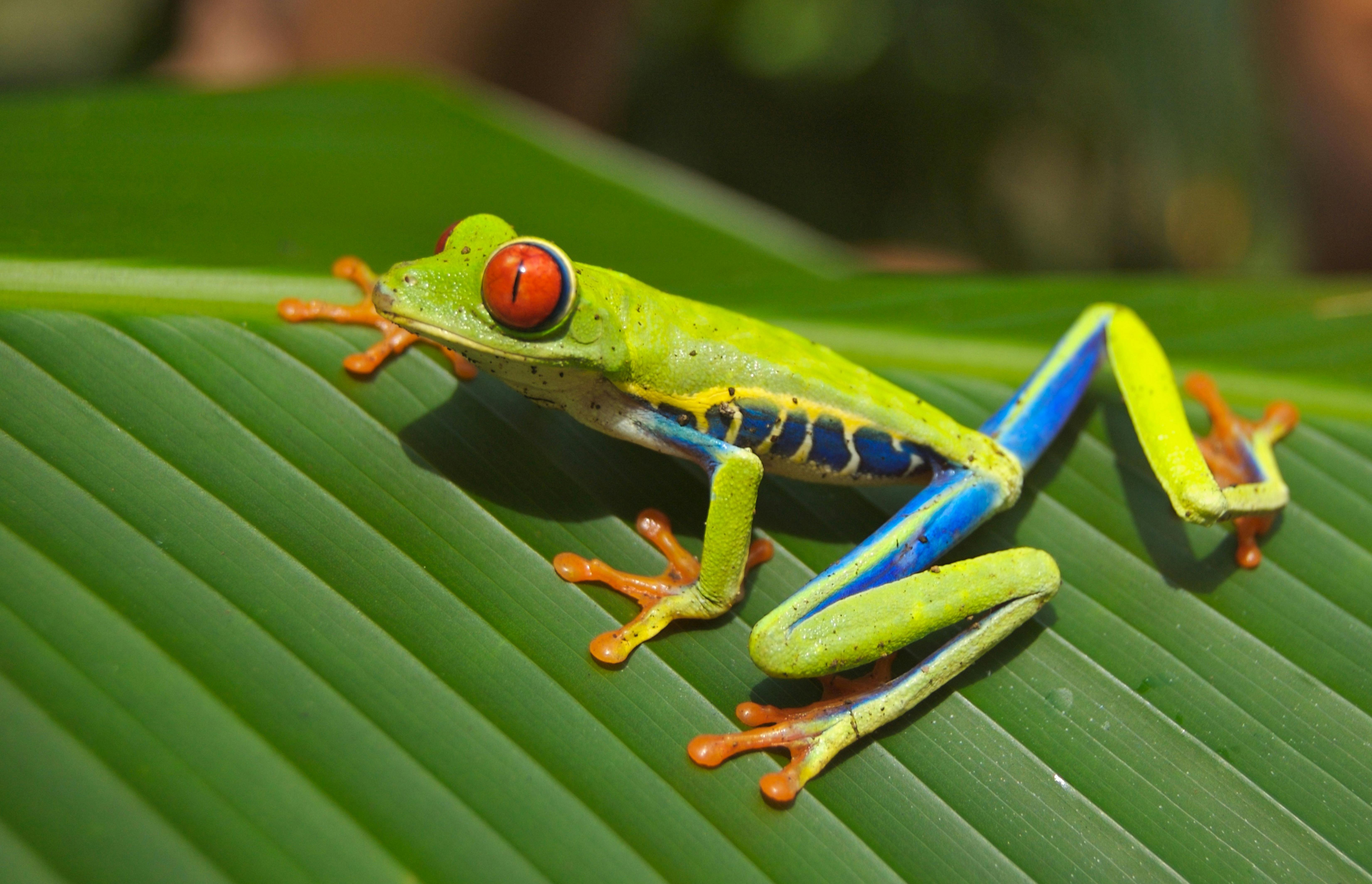 1,000+ Best Frog Photos · 100% Free Download · Pexels Stock Photos