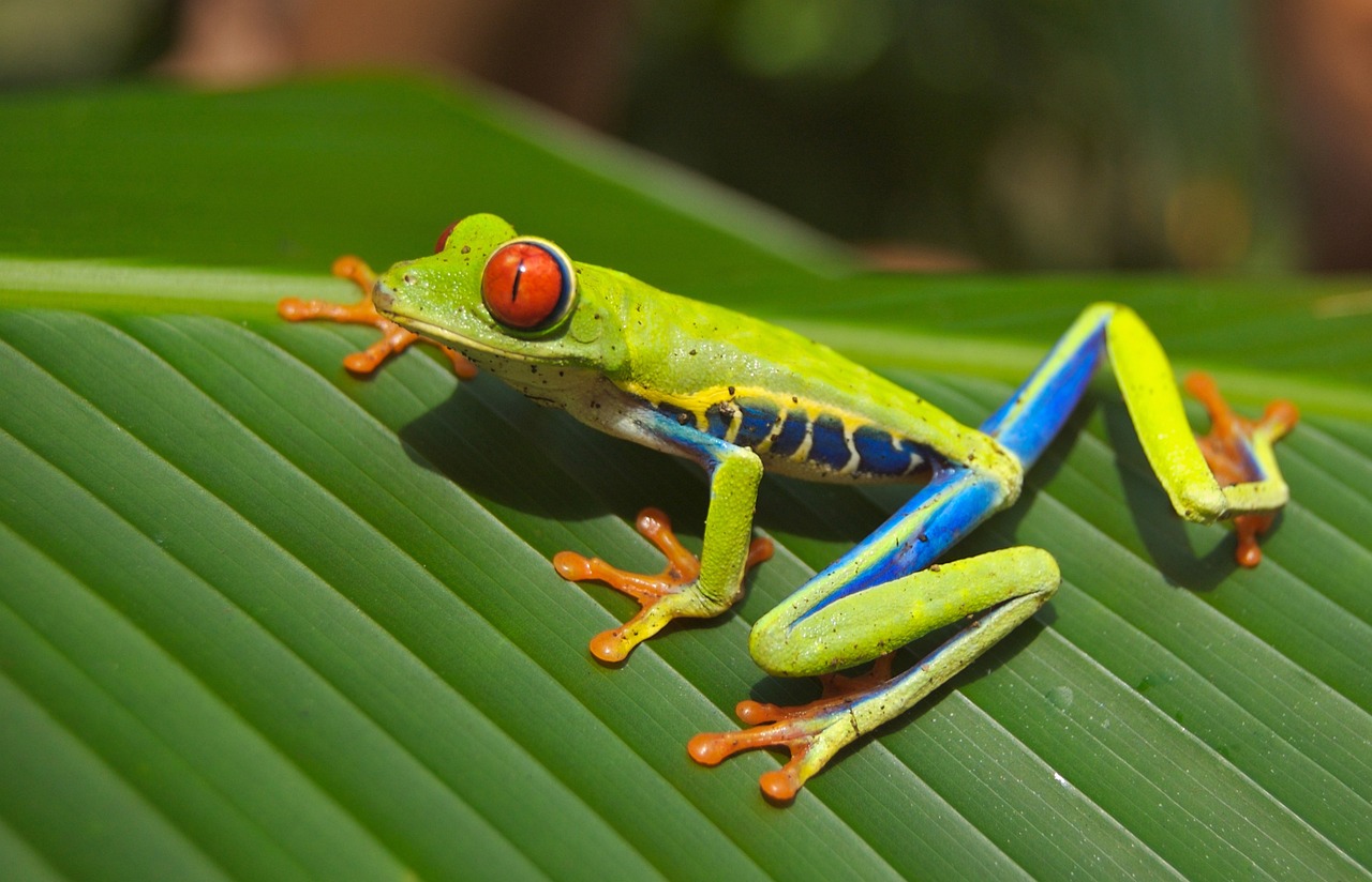 300,000+ Free Gray Tree Frog &amp; Frog Images - Pixabay