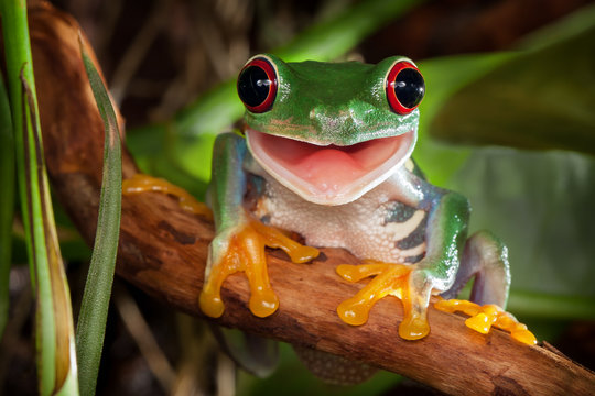 Frog Images – Browse 640,672 Stock Photos, Vectors, and Video ...