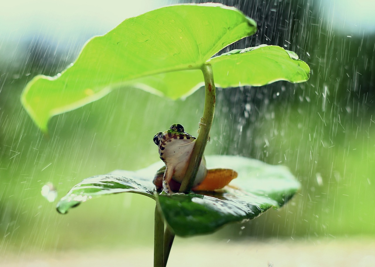 7,000+ Best Frog Images &amp; Pictures for Free - Pixabay