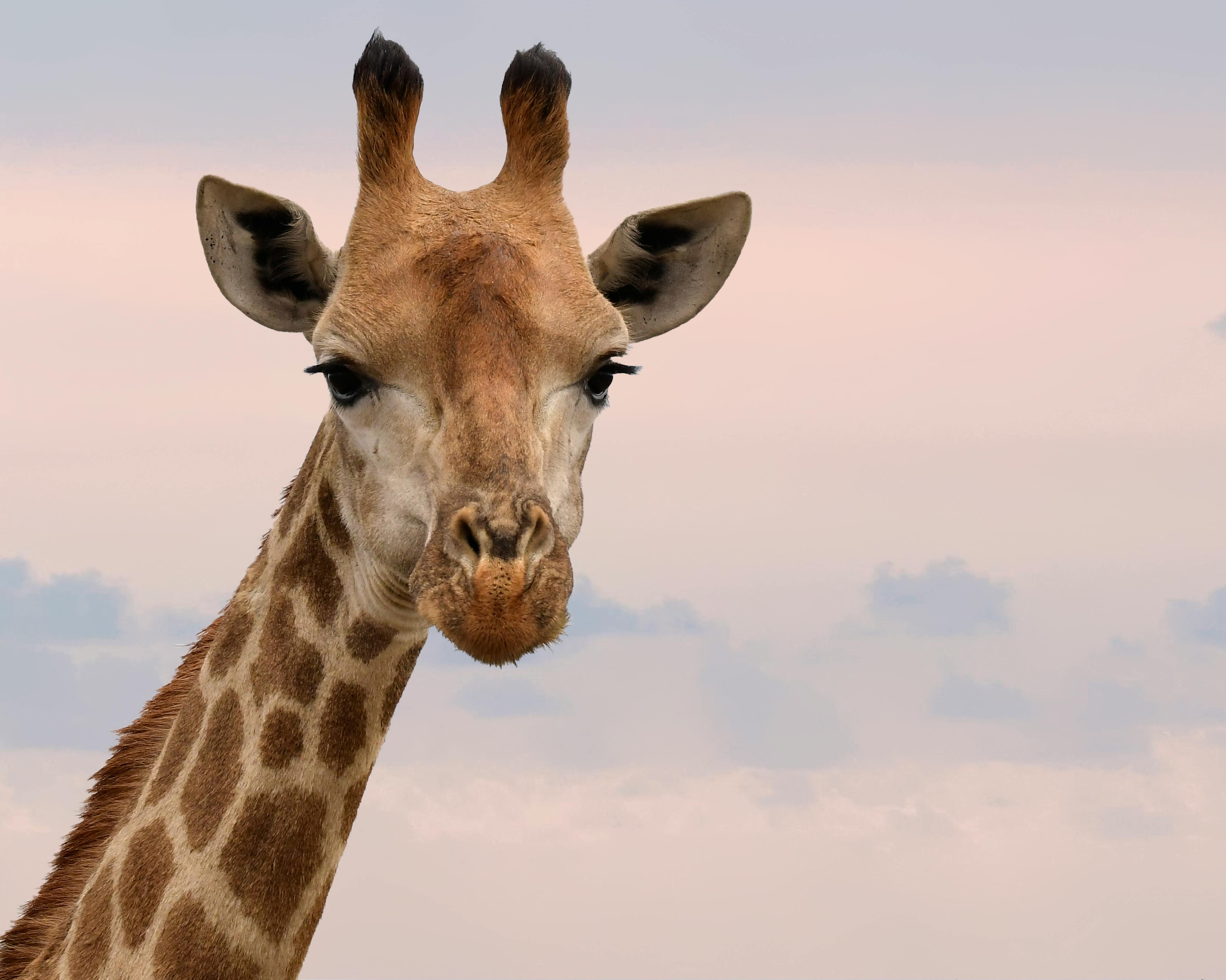 1,000+ Best Giraffe Photos · 100% Free Download · Pexels Stock Photos