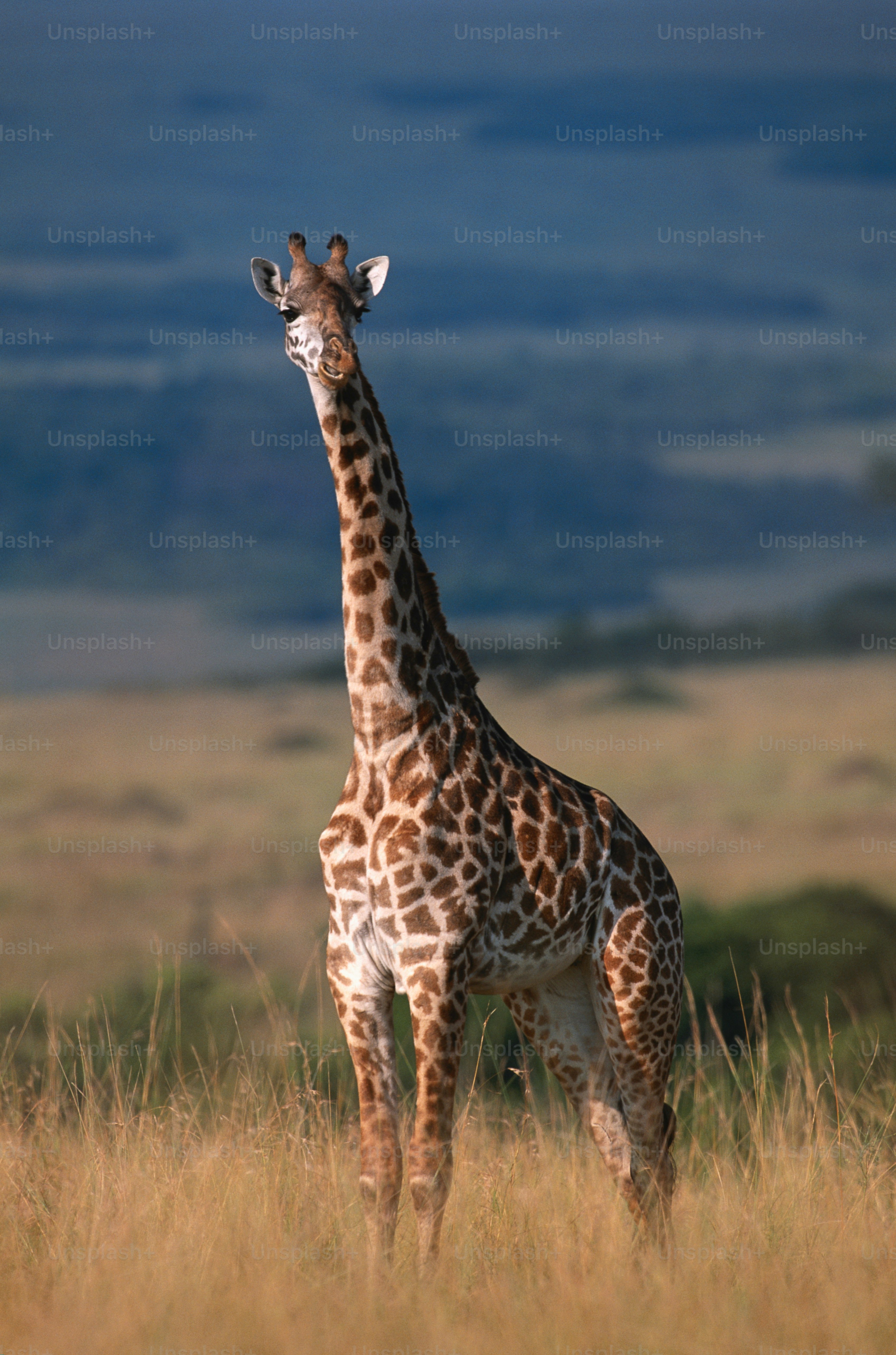 free giraffe pictures