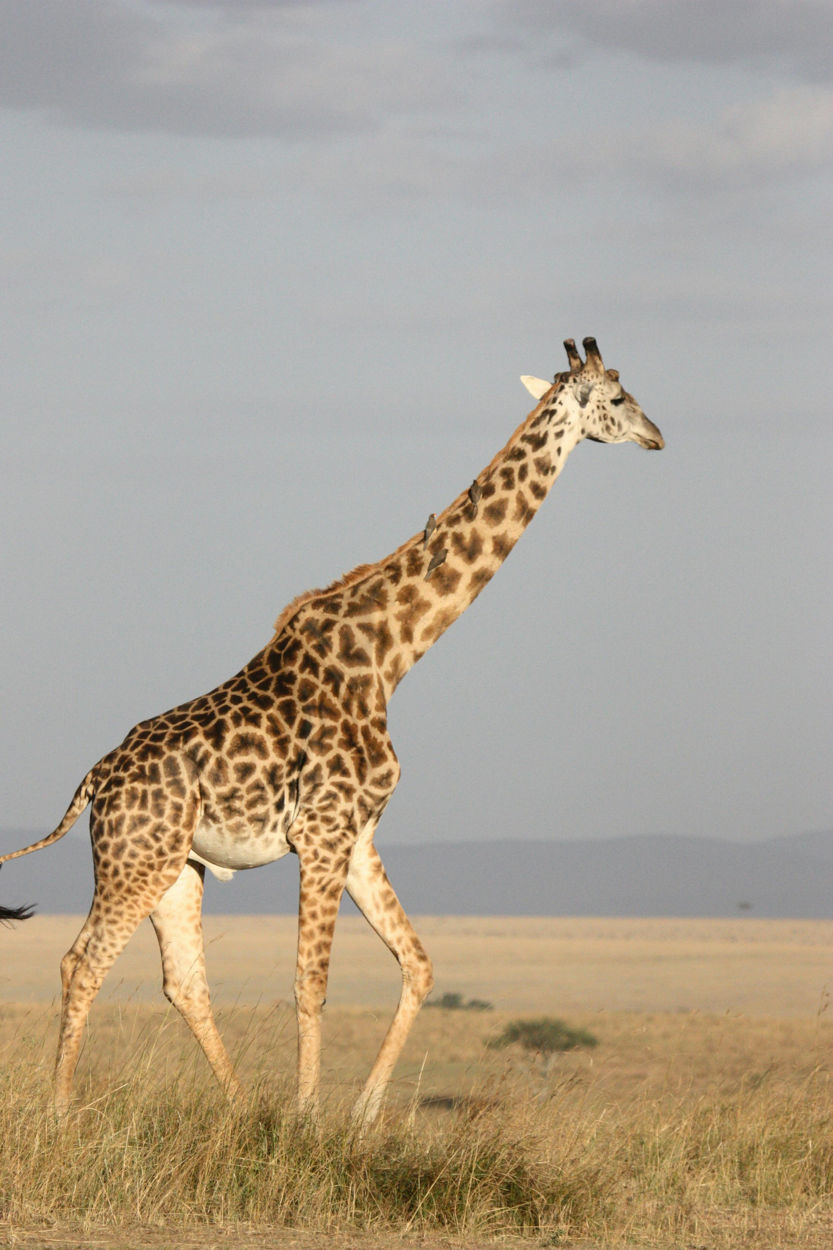 1,000+ Best Giraffe Photos · 100% Free Download · Pexels Stock Photos
