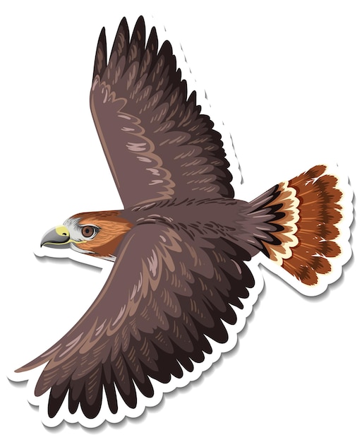 Hawk Clipart Images - Free Download on clipart library
