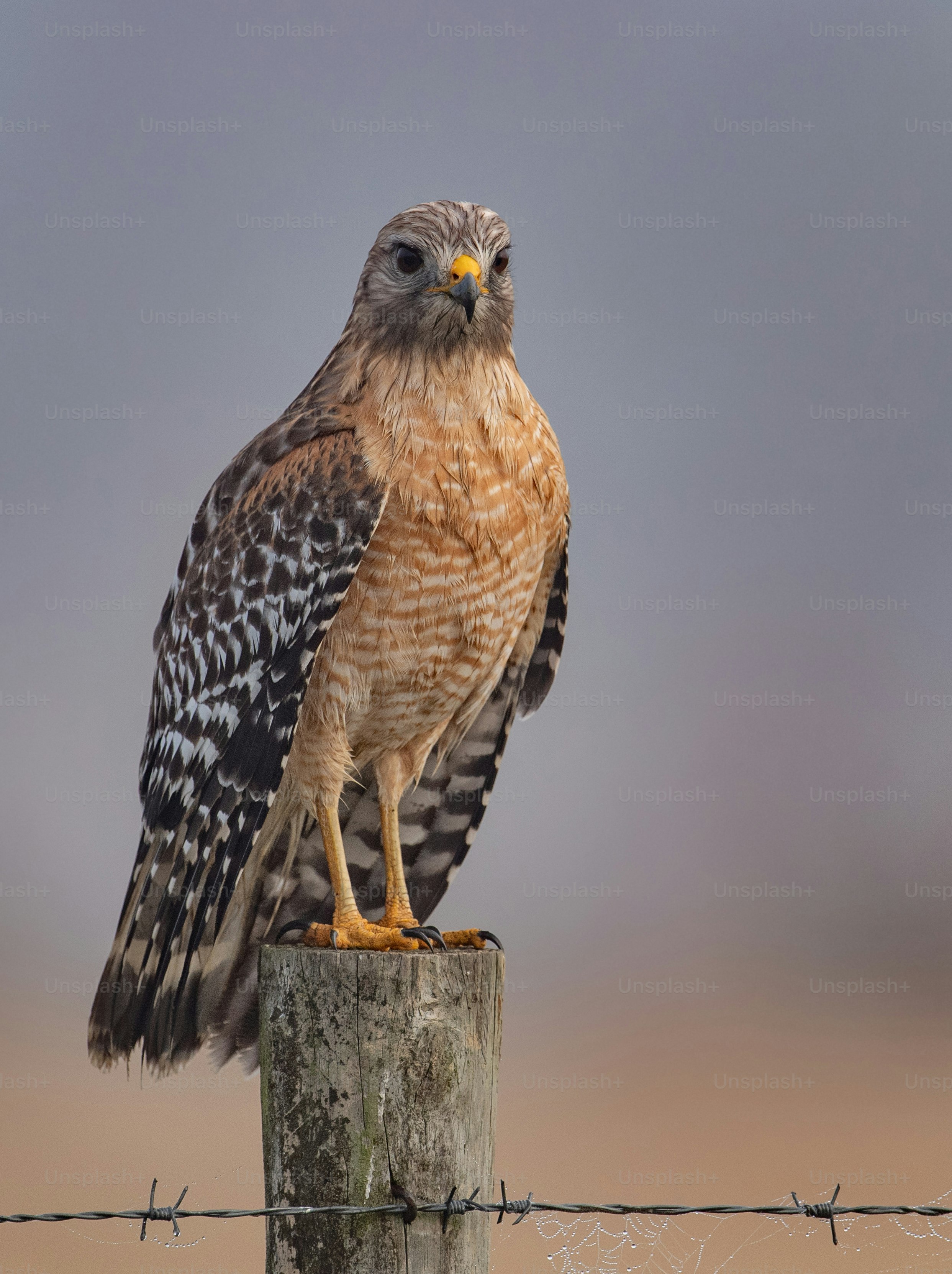 350+ Hawk Pictures | Download Free Images on Unsplash