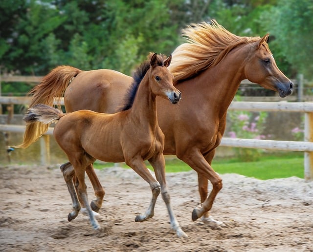 free horse images