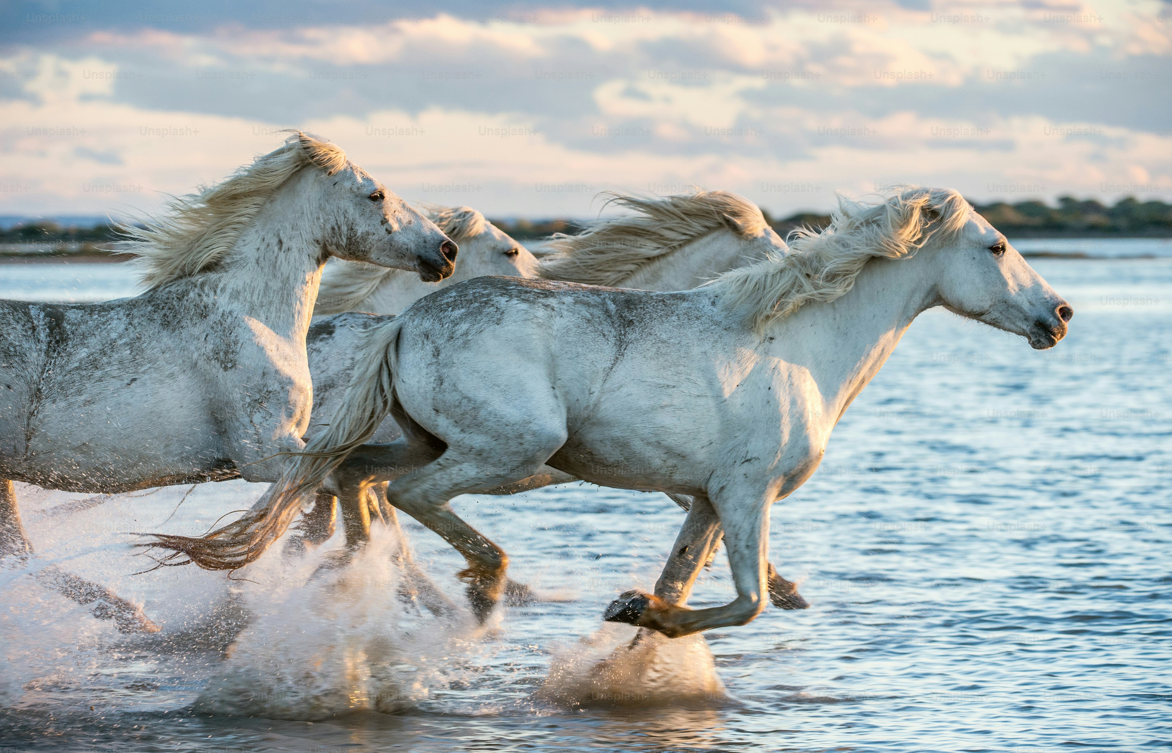 free horse images