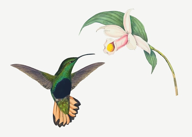 free hummingbird clipart