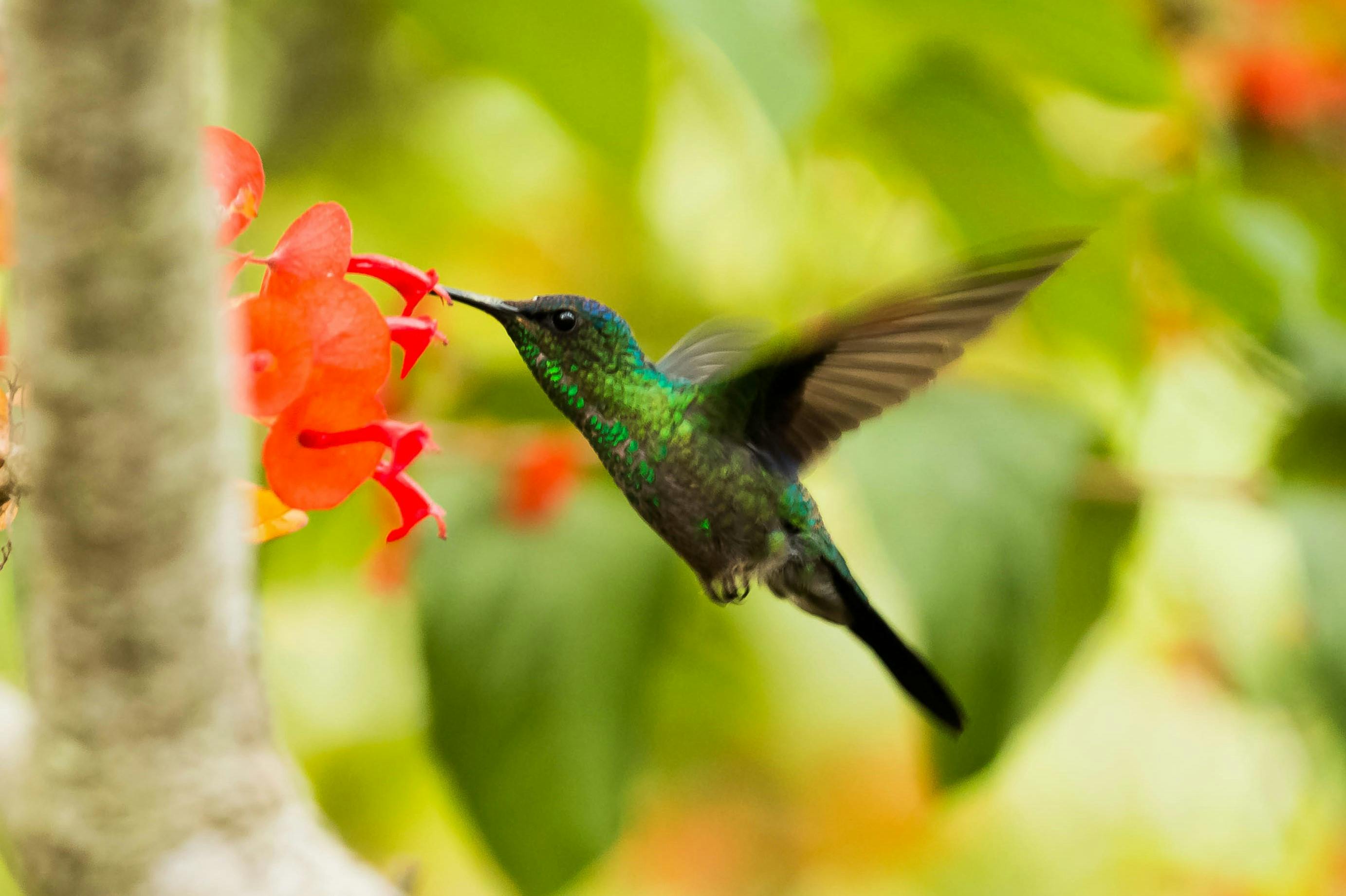 Hummingbird Photos, Download The BEST Free Hummingbird Stock ...