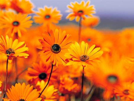 Free Flowers Stock Photos - Stockvault.net