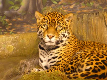 free images of animals