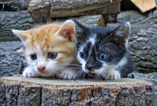 free images of animals