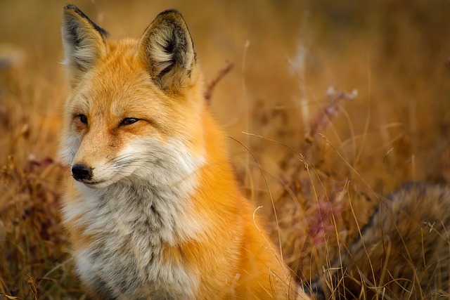 free images of animals