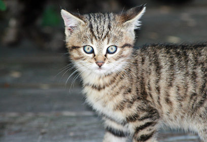 free images of cats