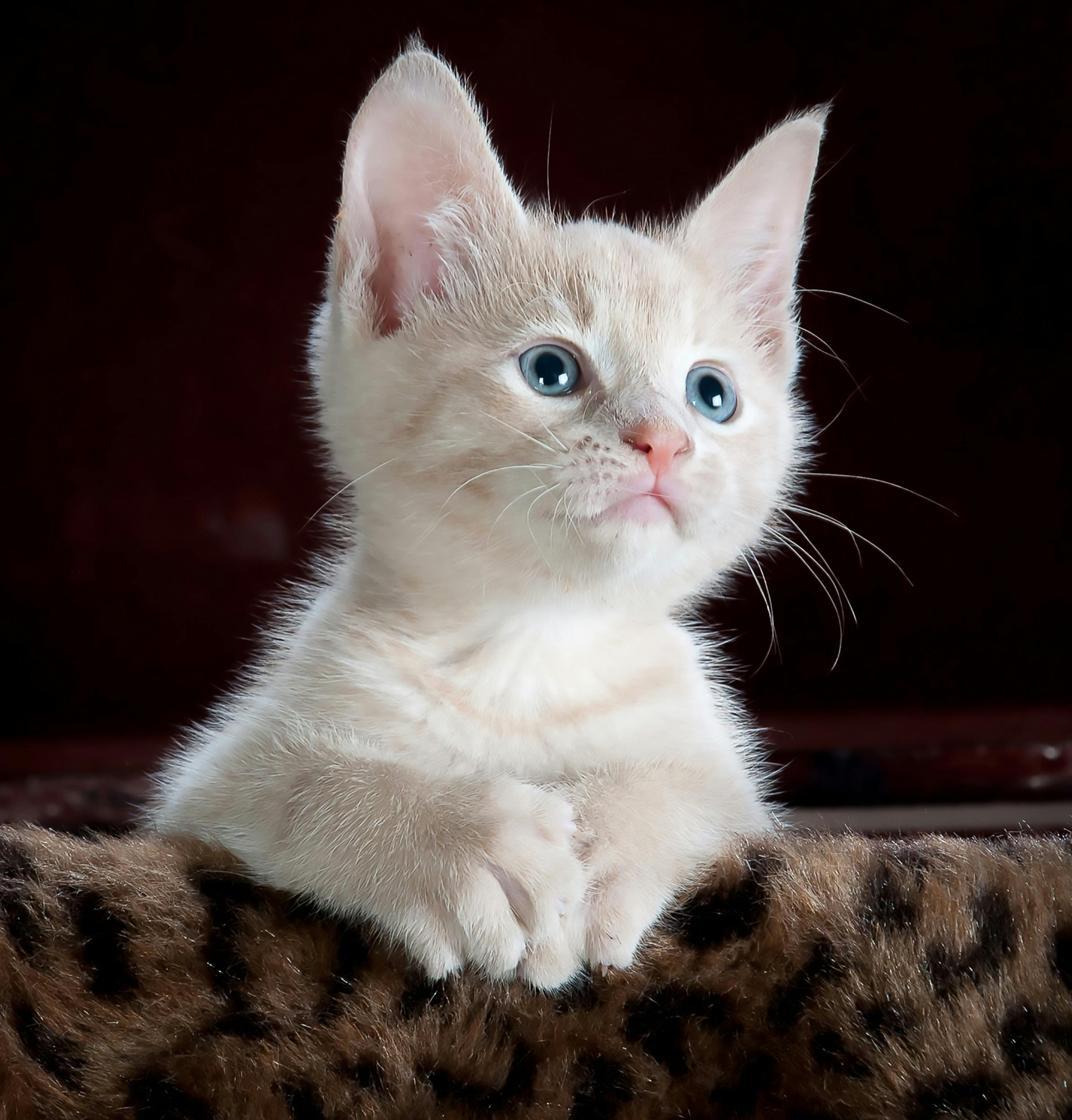 free images of cats