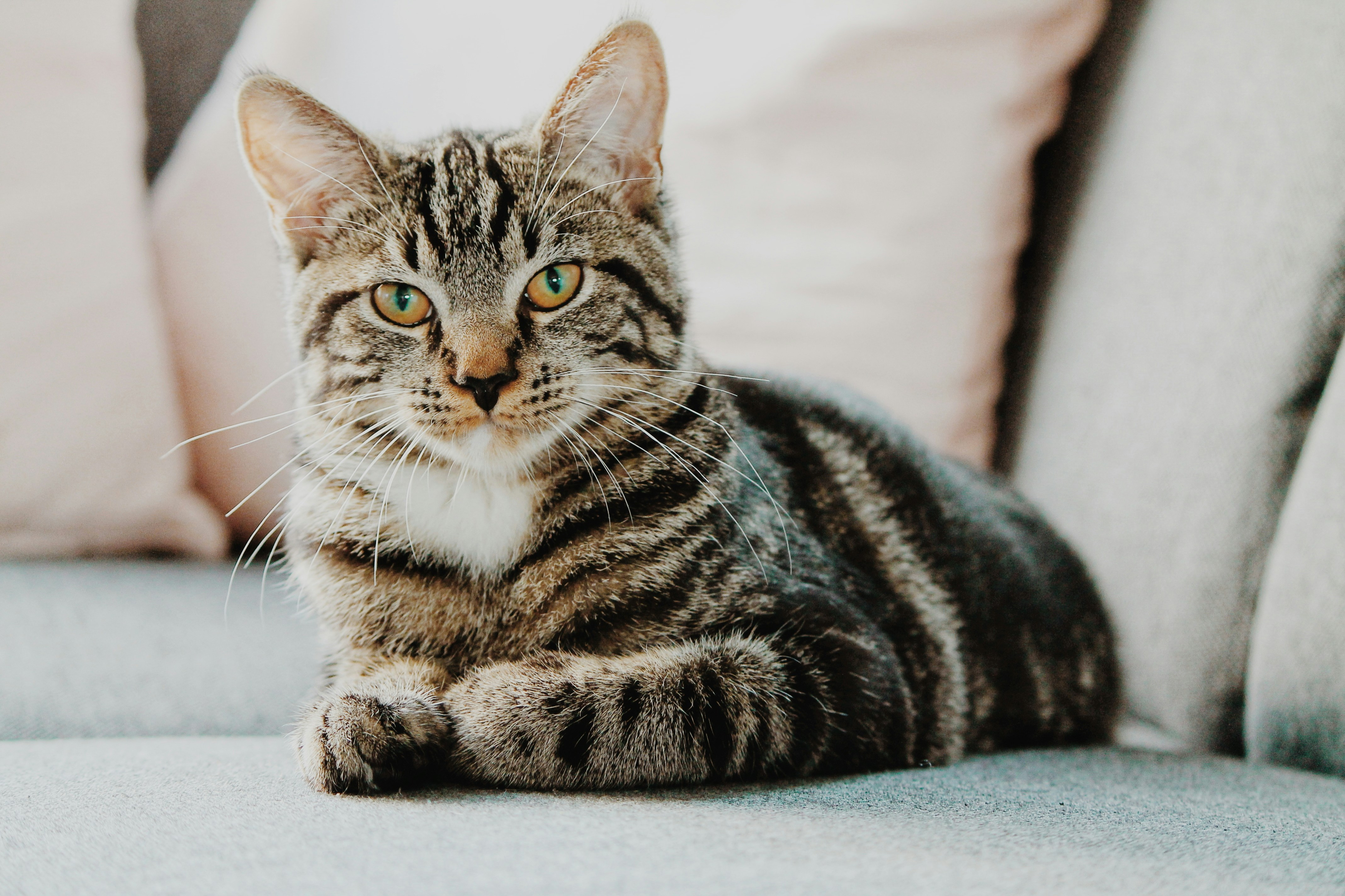 free images of cats