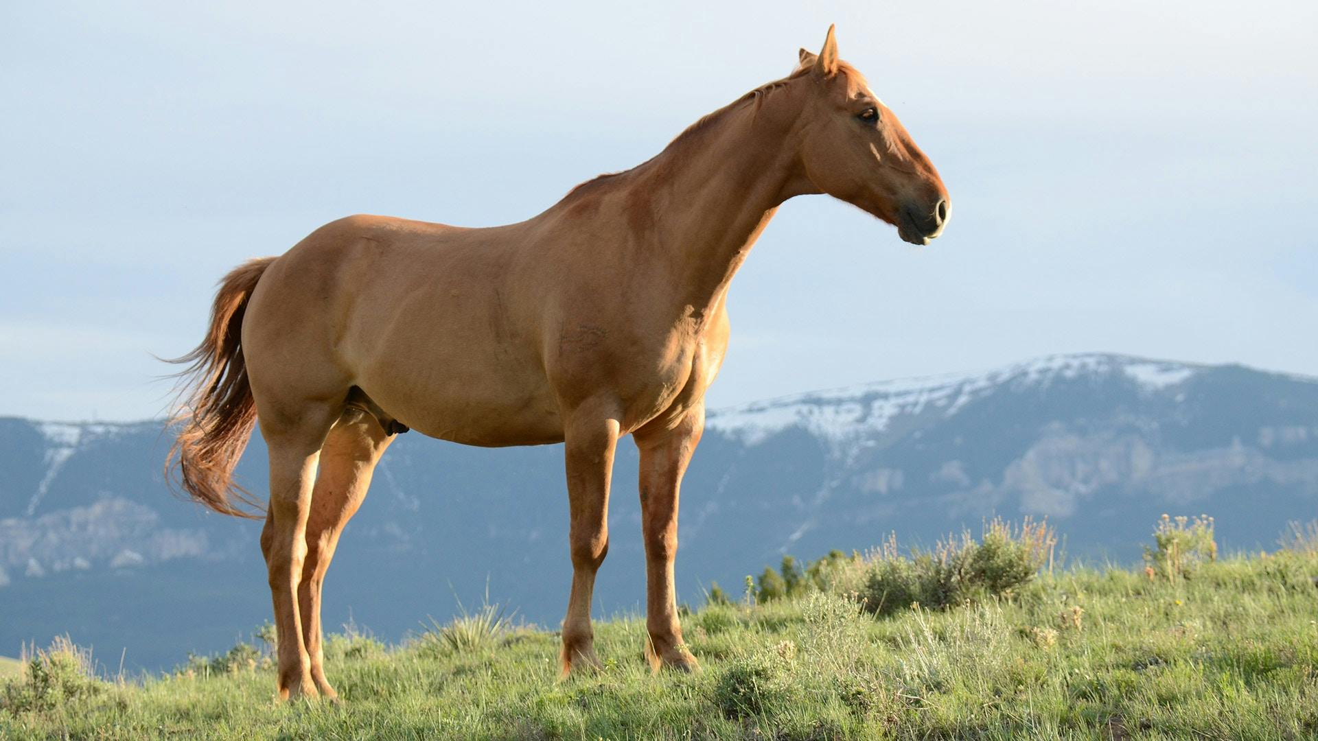free images of horses