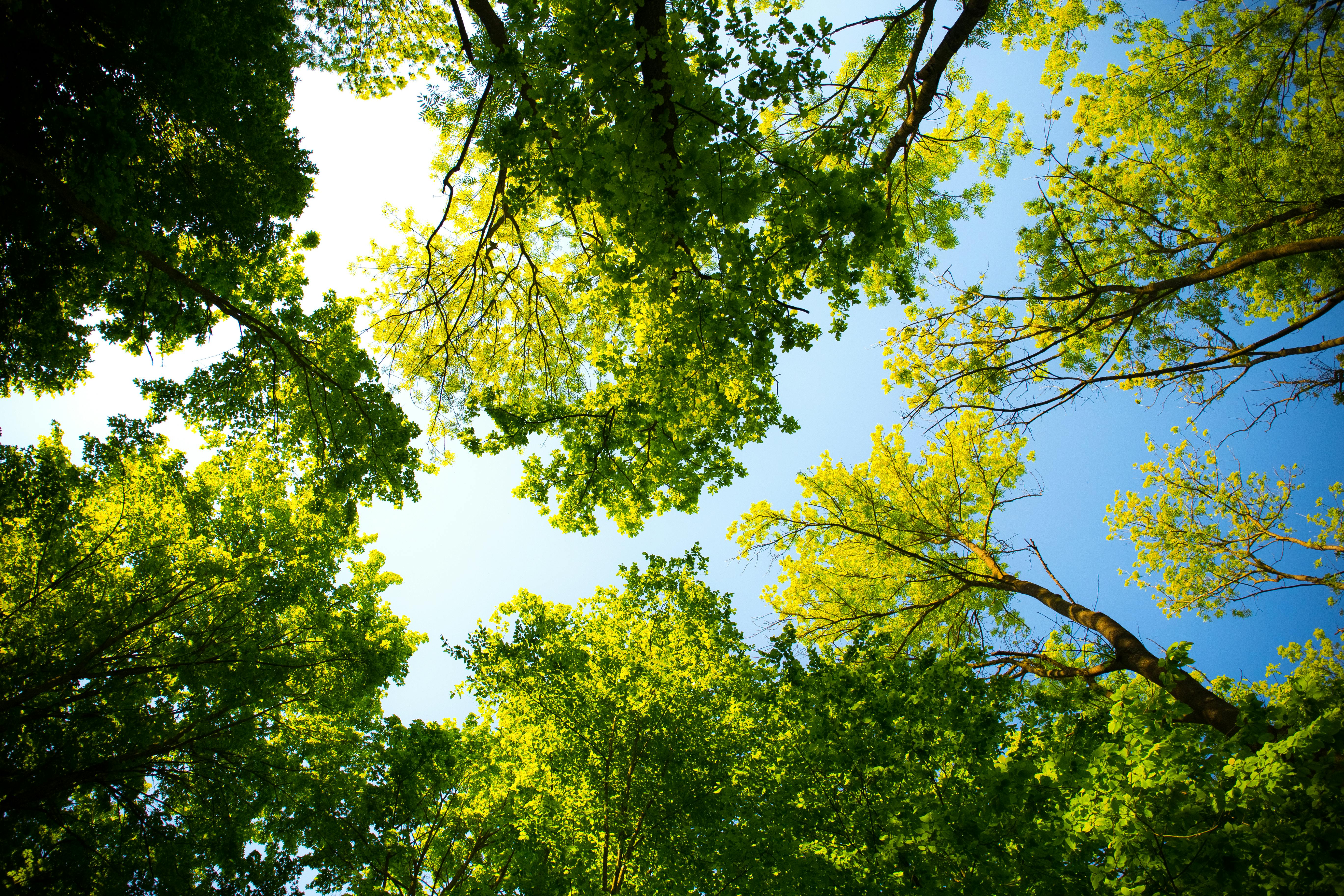 free images of trees