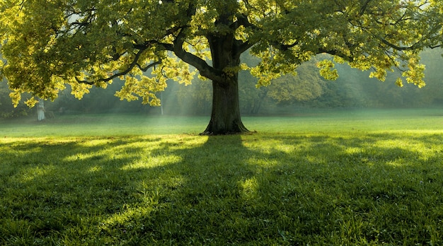 free images of trees