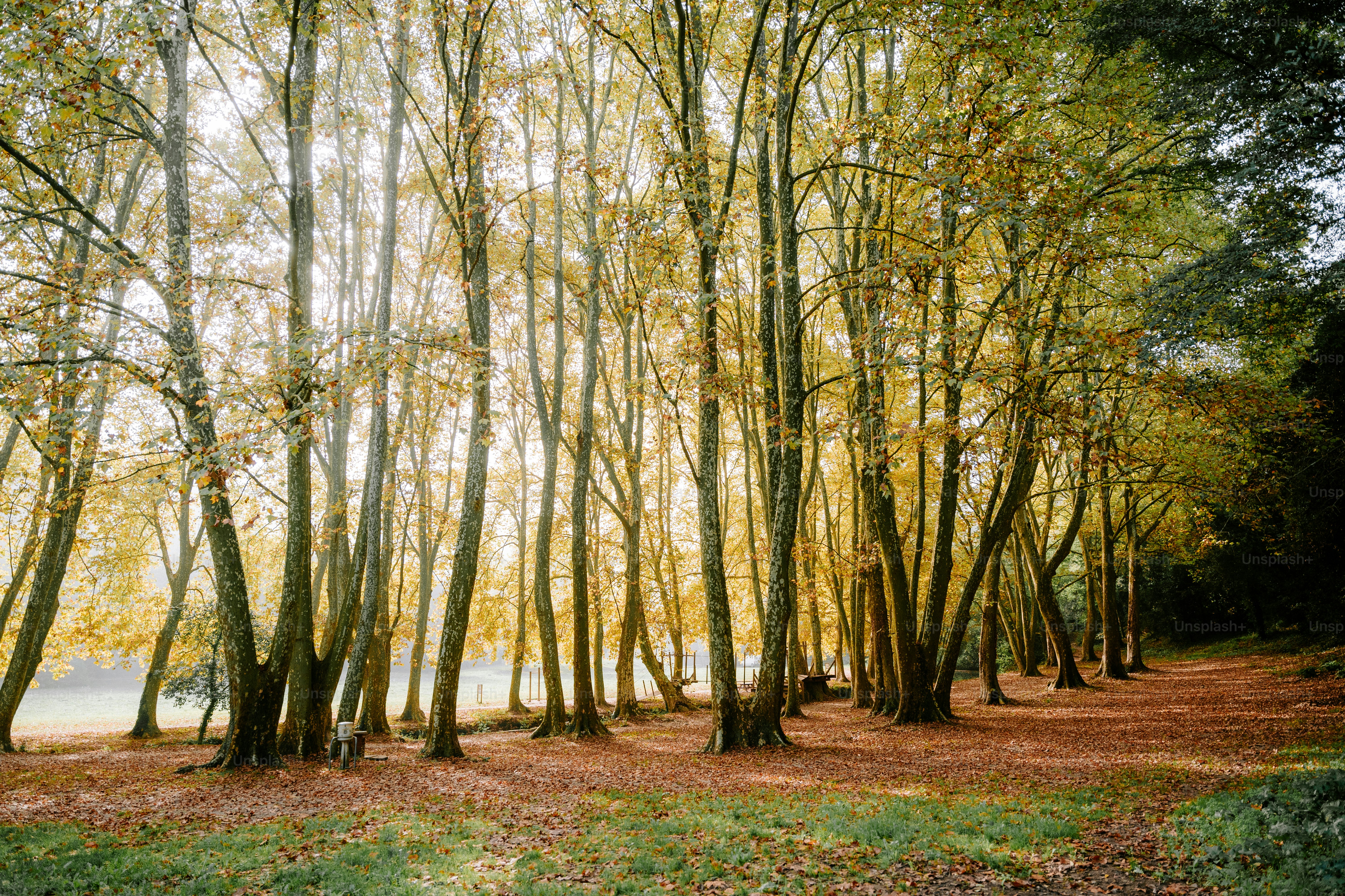 free images of trees