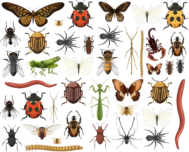 free insect pictures