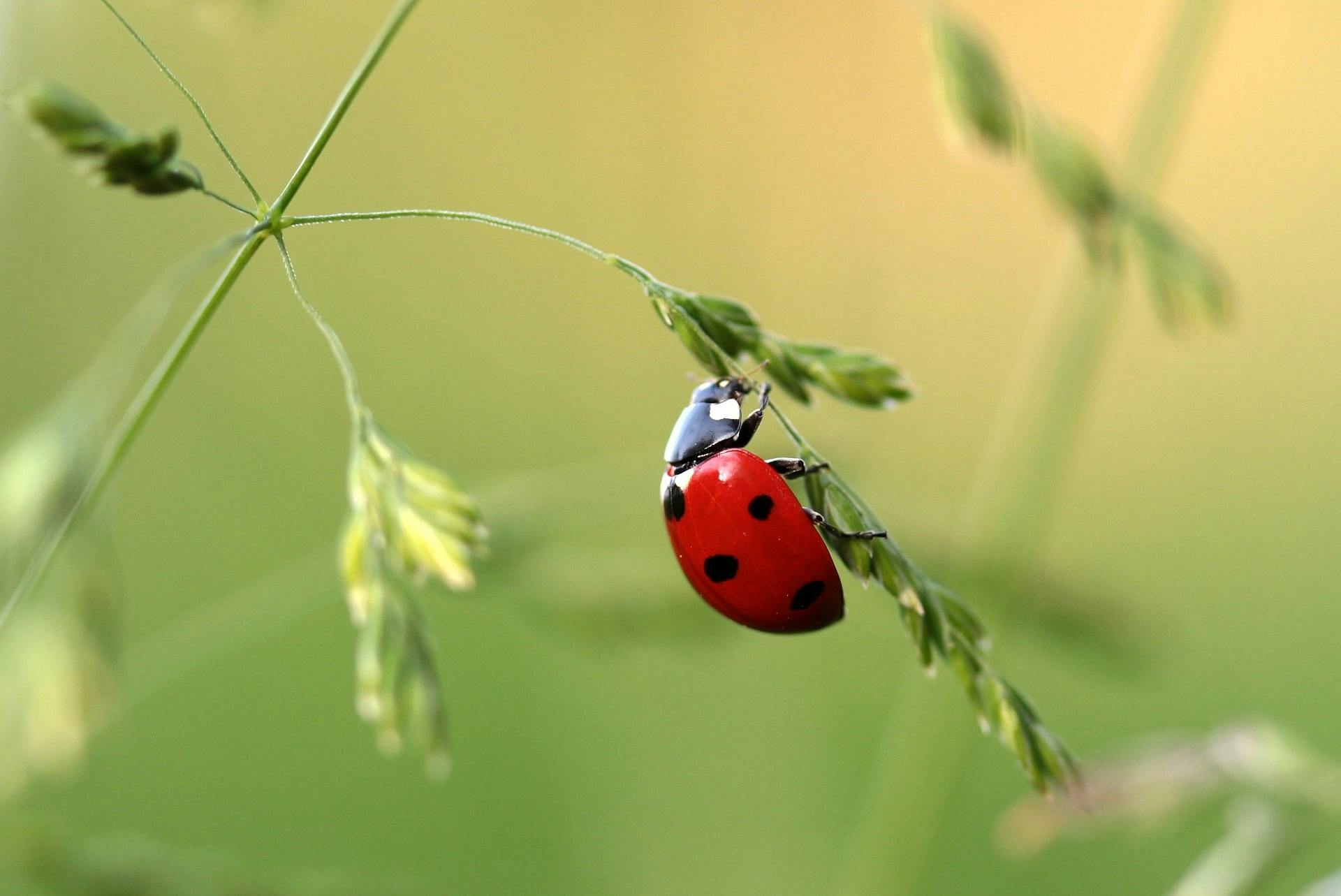 Insect Photos, Download The BEST Free Insect Stock Photos &amp; HD Images