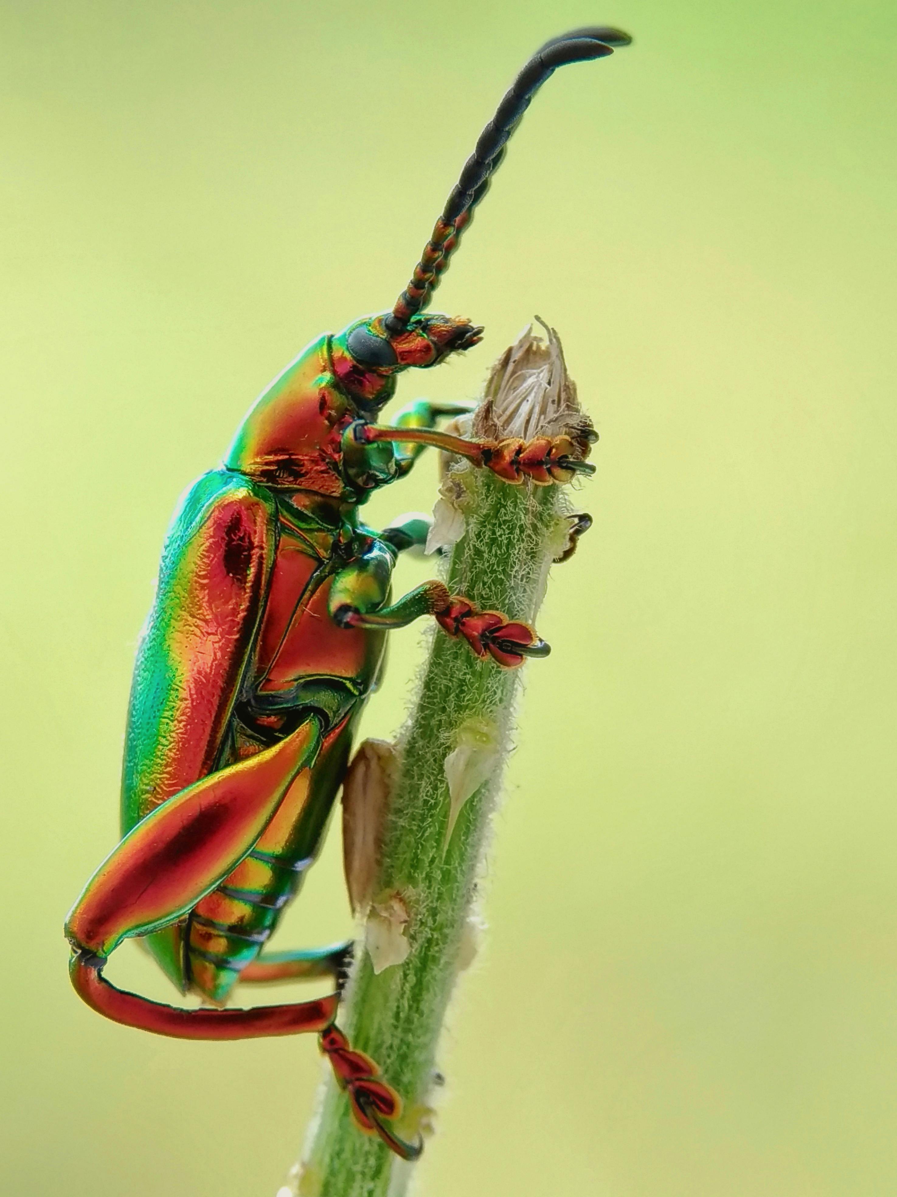 Insect Photos, Download The BEST Free Insect Stock Photos &amp; HD Images