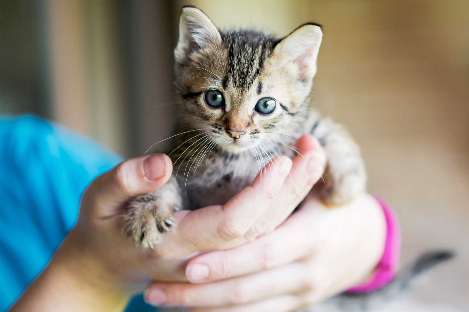 Kitten free to good home hot sale near me