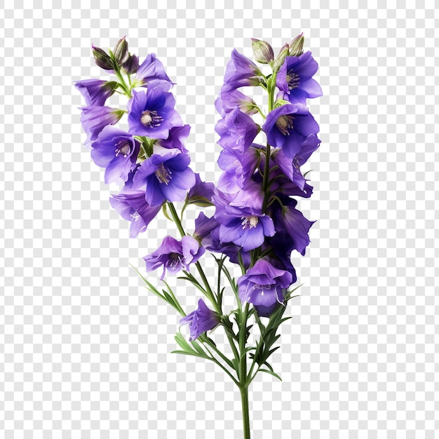 free larkspur cliparts