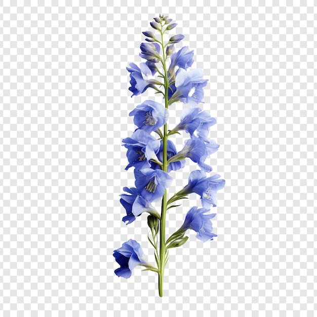 free larkspur cliparts